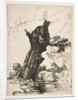 St. Jerome beside a Pollard Willow, 1648 by Rembrandt Harmensz van Rijn