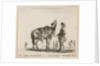Plate 15: a Polish nobleman, facing away, holding his horse covered in leopard skin…, ca. 1644-47 by Stefano della Bella