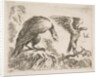 Plate 2: eagle and eaglet, from 'Various animals', ca. 1641 by Stefano della Bella