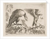 Plate 2: eagle and eaglet, from 'Various animals', ca. 1641 by Stefano della Bella