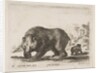 Plate 4: bear, from 'Various animals', 1641 by Stefano della Bella