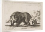 Plate 4: bear, from 'Various animals', 1641 by Stefano della Bella