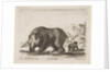 Plate 4: bear, from 'Various animals', 1641 by Stefano della Bella