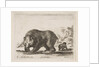 Plate 4: bear, from 'Various animals', 1641 by Stefano della Bella