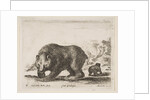 Plate 4: bear, from 'Various animals', 1641 by Stefano della Bella