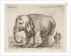 Plate 10: elephant, from 'Various animals', ca. 1641 by Stefano della Bella
