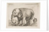 Plate 10: elephant, from 'Various animals', ca. 1641 by Stefano della Bella