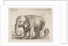 Plate 10: elephant, from 'Various animals', ca. 1641 by Stefano della Bella