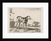 Plate 11: dogs, from 'Various animals', ca. 1641 by Stefano della Bella