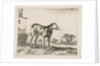 Plate 11: dogs, from 'Various animals', ca. 1641 by Stefano della Bella