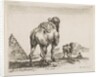 Plate 18: camel viewed from behind with pyramid at left, from 'Various animals by Stefano della Bella