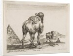 Plate 18: camel viewed from behind with pyramid at left, from 'Various animals by Stefano della Bella