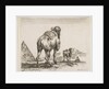Plate 18: camel viewed from behind with pyramid at left, from 'Various animals by Stefano della Bella