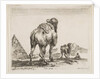 Plate 18: camel viewed from behind with pyramid at left, from 'Various animals by Stefano della Bella
