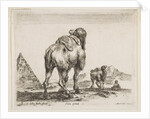 Plate 18: camel viewed from behind with pyramid at left, from 'Various animals by Stefano della Bella