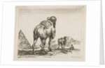 Plate 18: camel viewed from behind with pyramid at left, from 'Various animals by Stefano della Bella