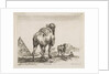 Plate 18: camel viewed from behind with pyramid at left, from 'Various animals by Stefano della Bella