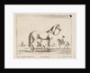 Plate 21: horse, from 'Various animals', 1641 by Stefano della Bella