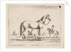 Plate 21: horse, from 'Various animals', 1641 by Stefano della Bella