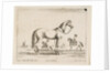 Plate 21: horse, from 'Various animals', 1641 by Stefano della Bella