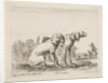Plate 23: two hounds, from 'Various animals', ca. 1641 by Stefano della Bella