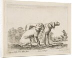 Plate 23: two hounds, from 'Various animals', ca. 1641 by Stefano della Bella