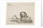 Plate 24: donkeys, from 'Various animals', ca. 1641 by Stefano della Bella