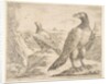 Two eagles, from 'Eagles', ca. 1651 by Stefano della Bella