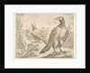 Two eagles, from 'Eagles', ca. 1651 by Stefano della Bella