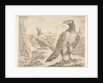 Two eagles, from 'Eagles', ca. 1651 by Stefano della Bella