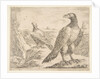 Two eagles, from 'Eagles', ca. 1651 by Stefano della Bella