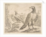 Two eagles, from 'Eagles', ca. 1651 by Stefano della Bella