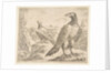 Two eagles, from 'Eagles', ca. 1651 by Stefano della Bella
