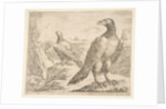 Two eagles, from 'Eagles', ca. 1651 by Stefano della Bella