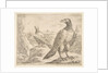 Two eagles, from 'Eagles', ca. 1651 by Stefano della Bella