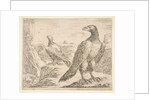 Two eagles, from 'Eagles', ca. 1651 by Stefano della Bella