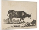 Plate 7: cow, from 'Various animals', ca. 1641 by Stefano della Bella