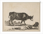 Plate 7: cow, from 'Various animals', ca. 1641 by Stefano della Bella