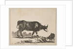 Plate 7: cow, from 'Various animals', ca. 1641 by Stefano della Bella