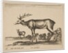 Plate 16: stag, from 'Various animals', ca. 1641 by Stefano della Bella