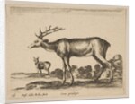Plate 16: stag, from 'Various animals', ca. 1641 by Stefano della Bella