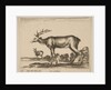 Plate 16: stag, from 'Various animals', ca. 1641 by Stefano della Bella