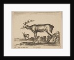 Plate 16: stag, from 'Various animals', ca. 1641 by Stefano della Bella