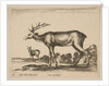 Plate 16: stag, from 'Various animals', ca. 1641 by Stefano della Bella