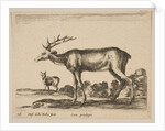 Plate 16: stag, from 'Various animals', ca. 1641 by Stefano della Bella