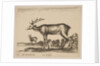 Plate 16: stag, from 'Various animals', ca. 1641 by Stefano della Bella