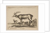 Plate 16: stag, from 'Various animals', ca. 1641 by Stefano della Bella