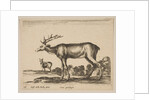 Plate 16: stag, from 'Various animals', ca. 1641 by Stefano della Bella