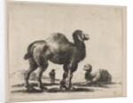 Plate 17: camels, from 'Various animals', after 1641 by Unknown