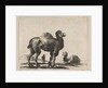 Plate 17: camels, from 'Various animals', after 1641 by Unknown